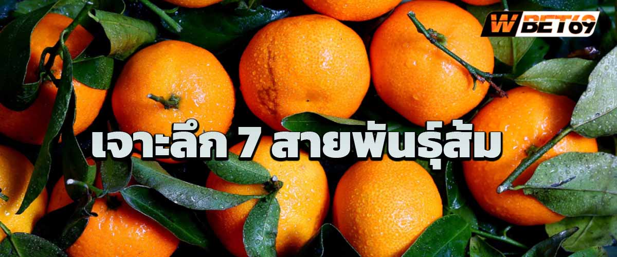 เจาะลึก 7 สายพันธุ์ส้ม ให้ประโยชน์แตกต่างกันอย่างไร